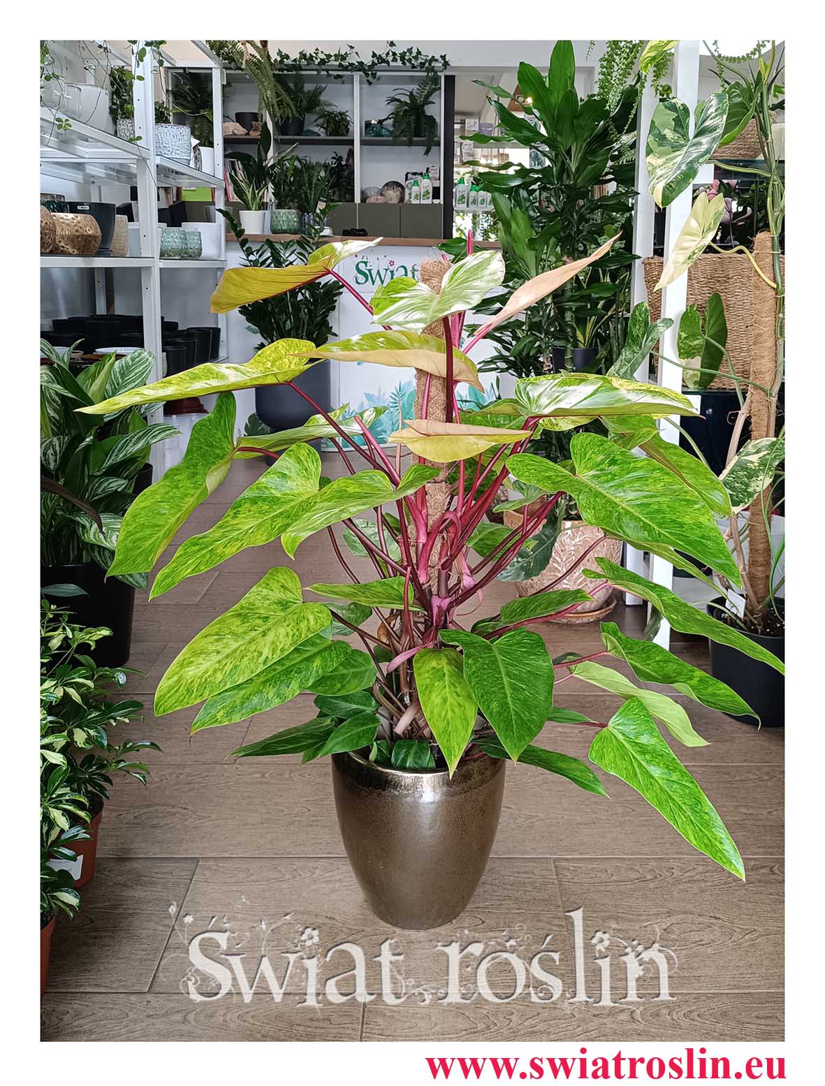 Cudowny kolekcjonerski w najlepszej cenie i jakości Philodendron Painted Lady do kupienia w sklepie online z dostawą, Filodendron Painted Lady